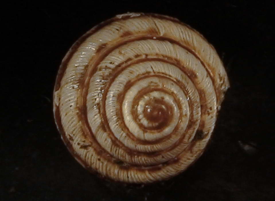 Trochoidea (Trochoidea) pyramydata  (Draparnaud, 1805)